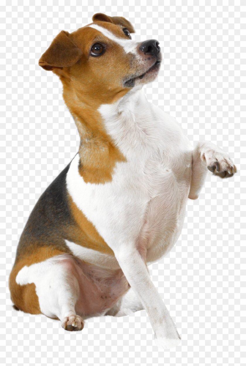 Dog Holding Paw Up Dog With Paw Up, HD Png Download 1024x1474 (4464) PinPng