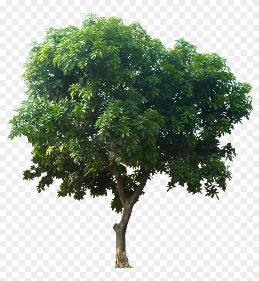 Plant Tree Png Mango Tree Png, Transparent Png 876x900 (7150) PinPng