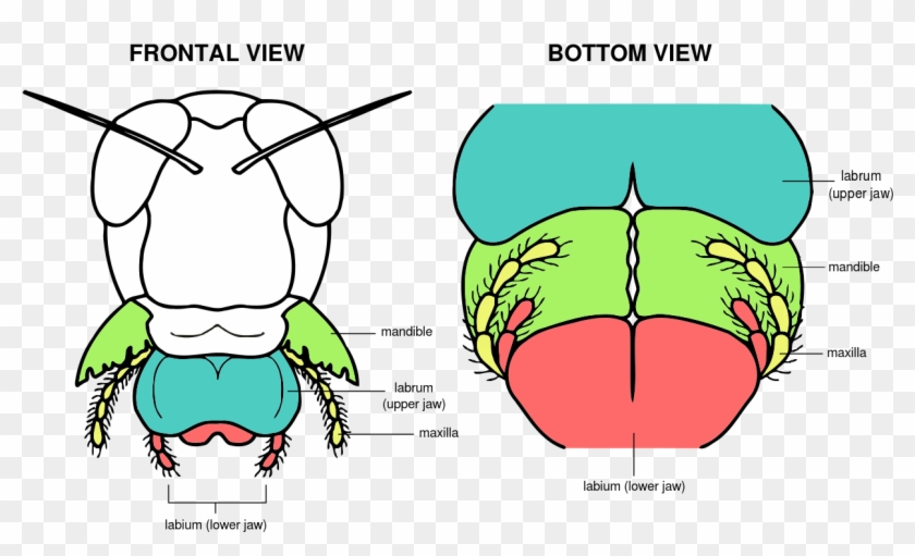 Mouth Anatomy Mouth Parts Of HD Png Download