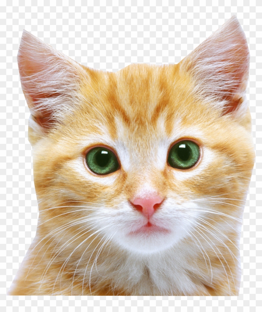 Cat with wry smile emoji clipart. Free download transparent .PNG