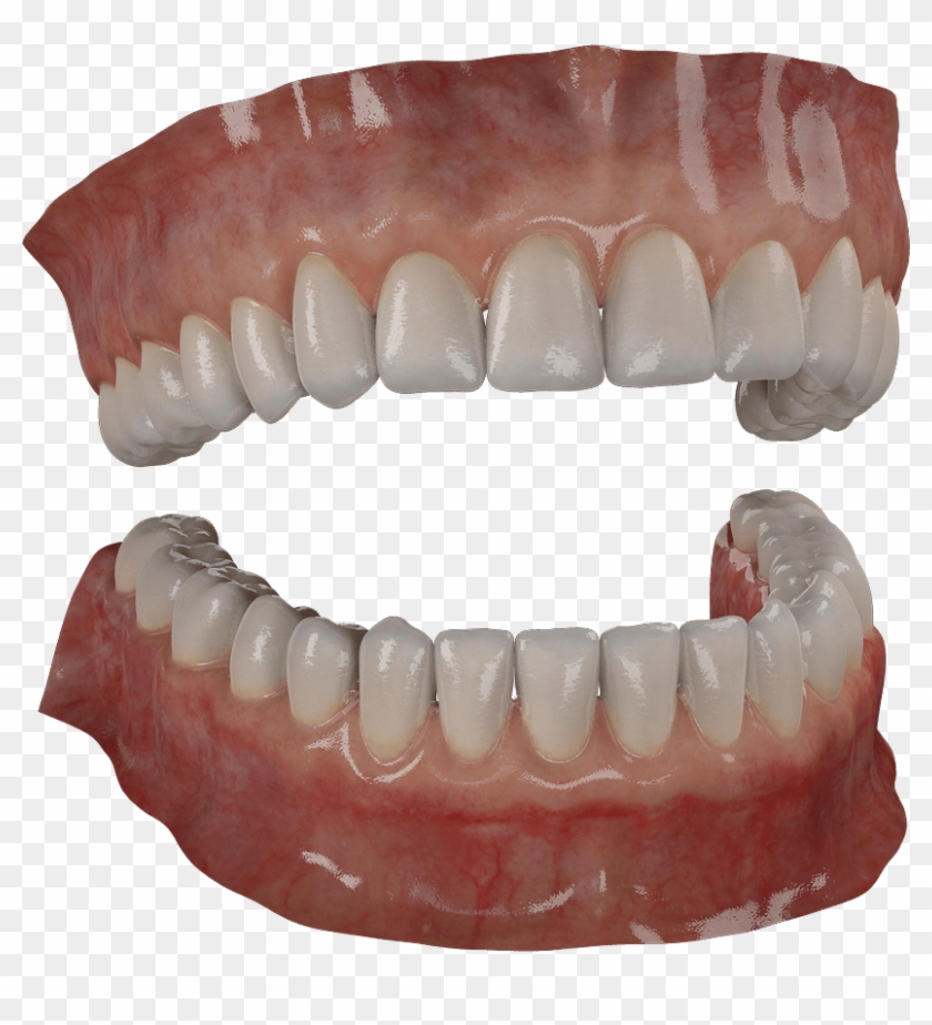 Incisors Canines Premolars And Molars
