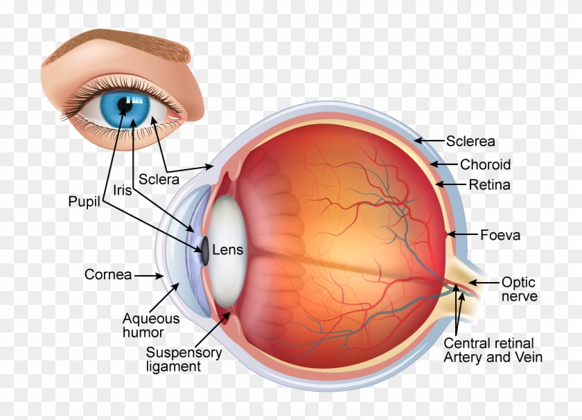 Draw A Neat And Structure Of Eye With Labelling, HD Png Download