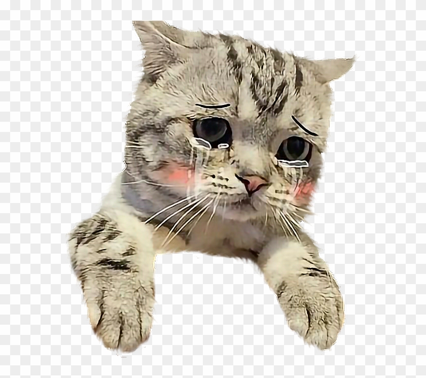Плачущий Котик Картинки