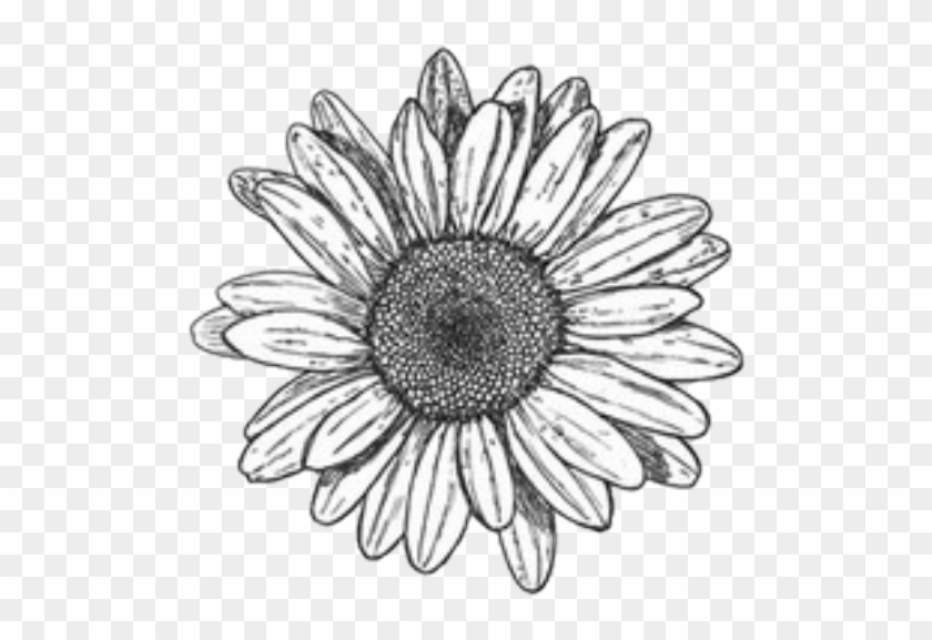 Chamomile Drawing Tumblr Flower - Flowers Tumblr Draw, HD Png Download.