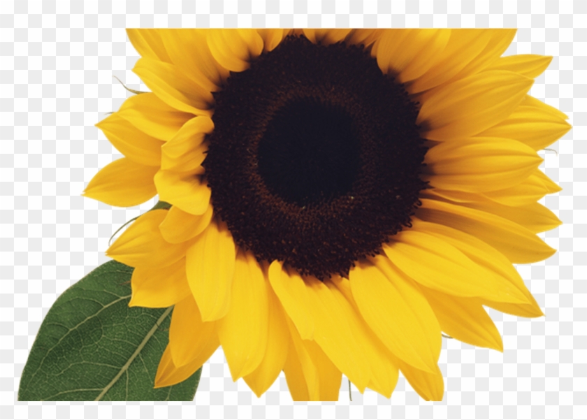 Free Black And White Sunflower Clipart Image 0 Gif Sunflower