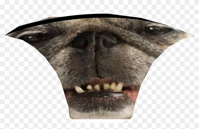 Pugface - Pug, HD Png Download - 964x580 (#1486139) - PinPng