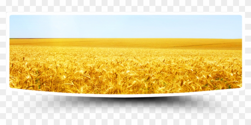 Пшеничное Поле Пнг, HD Png Download - 1000x500 (#1523149) - PinPng