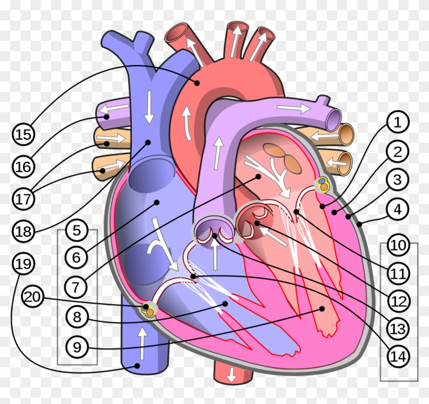 Diagram Of The Human Heart Atrium Heart Hd Png Download 1087x1024 Pinpng Diagram Of The Human Heart Atrium Heart Hd Png Download 1087x1024 Pinpng