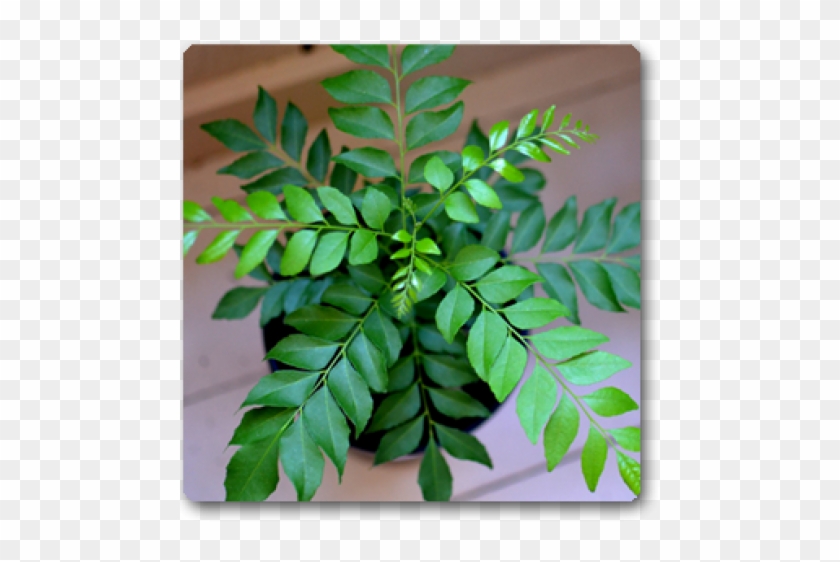 kadi-patta-in-english-name-hd-png-download-650x489-1635799-pinpng