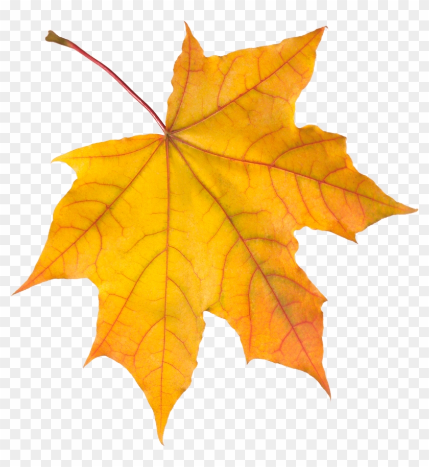 Autumn Leaves Png Images Free Yellow Pictures - Autumn Leaf ...