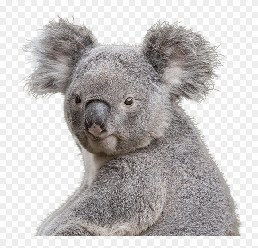Koala Transparent Png Clipart Png Download 740x728 Pinpng Koala Transparent Png Clipart Png Download 740x728 Pinpng