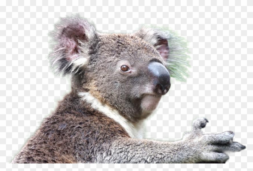 Koala Png Image Koala Animal Transparent Png 945x531 Pinpng Koala Png Image Koala Animal Transparent Png 945x531 Pinpng