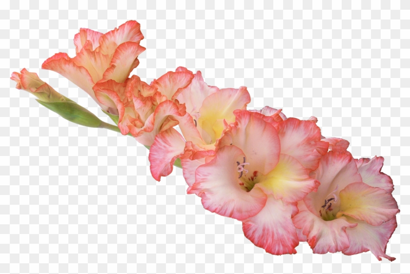 Gladiolus Png Hd - Gladiolus Png, Transparent Png - 1696x1065 (#1768756 ...