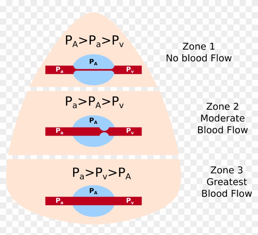 Zones Of Pulmonary Blood Flow Zones Of Blood Flow In Lungs, HD Png