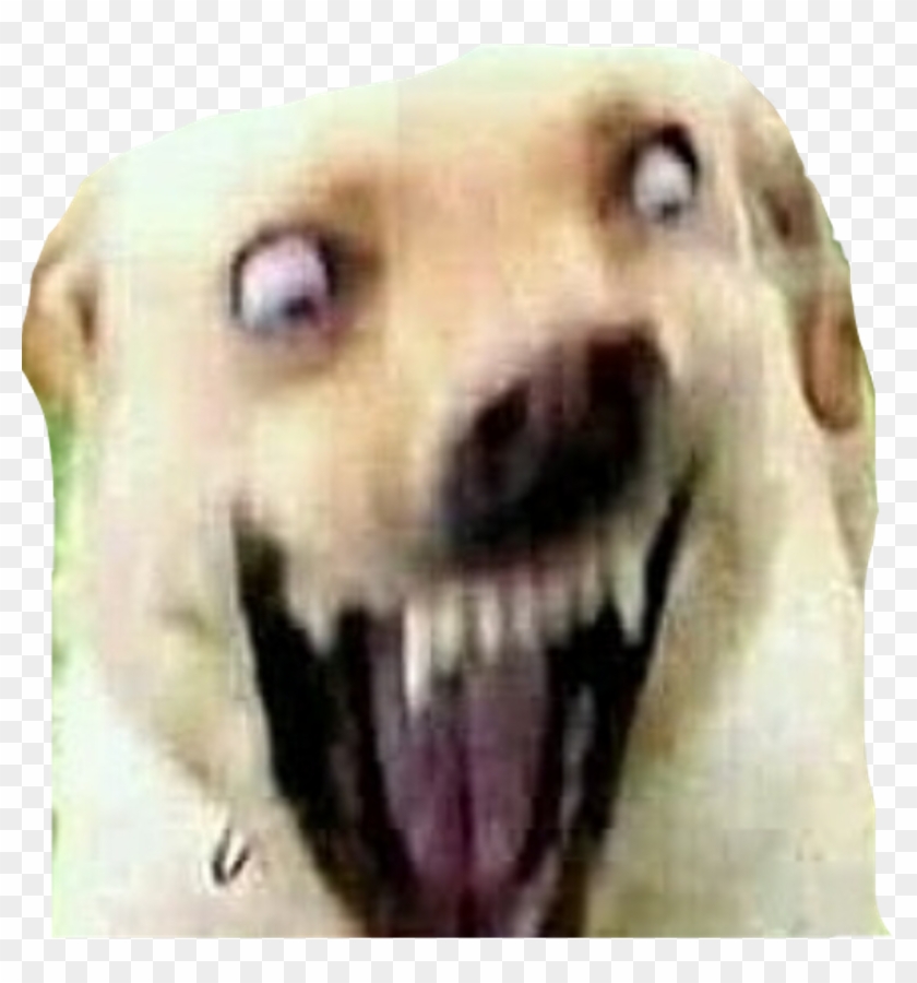 Meme Doge Png