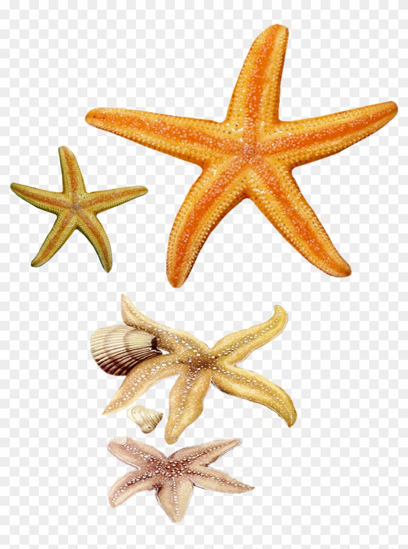 Star Fish Png Images - Fish Star, Transparent Png - 1275x1604 (#2023769