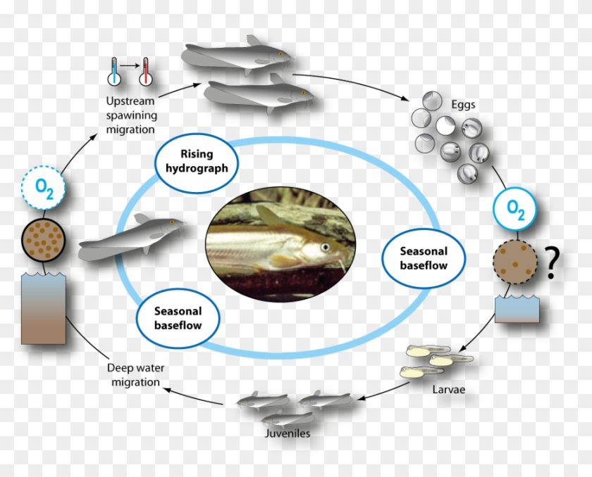 Life Cycle Of Hyrtl's Catfish Life Cycle, HD Png Download 900x689