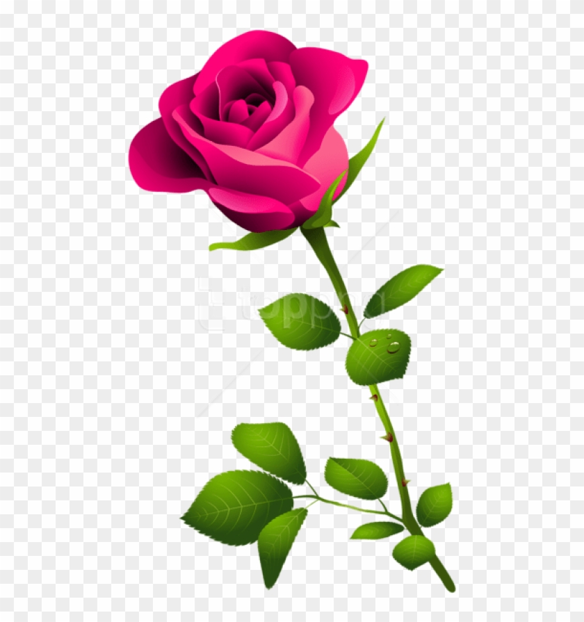 Free Png Pink Rose With Stem Png Images Transparent - Pink Long Stem Rose, ...