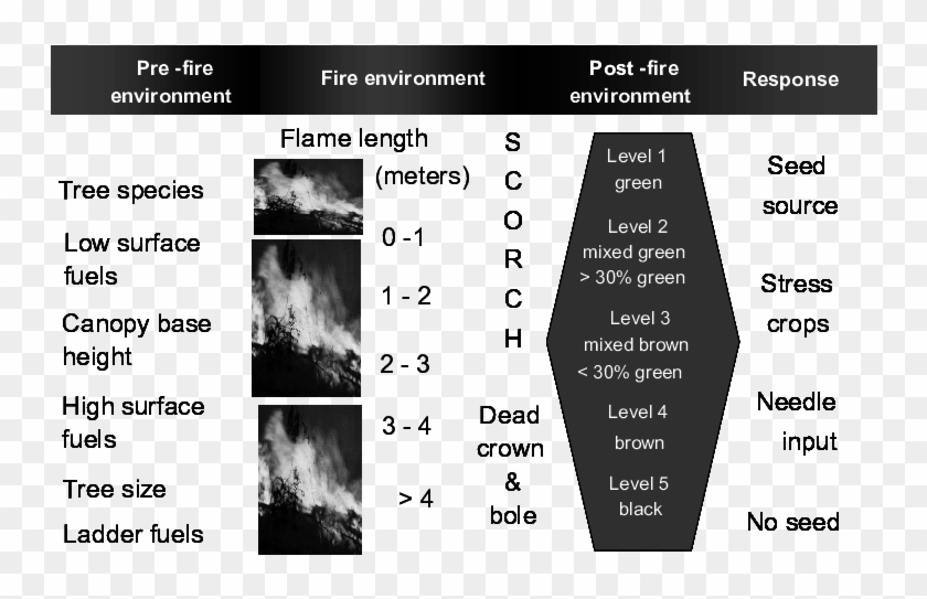 The Tree Burn Severity Classification Links Flame Length Fire Burn
