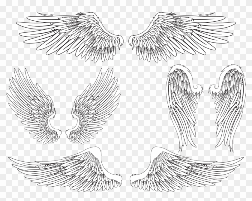 free png download angel wing bird feather png images angel wing drawing