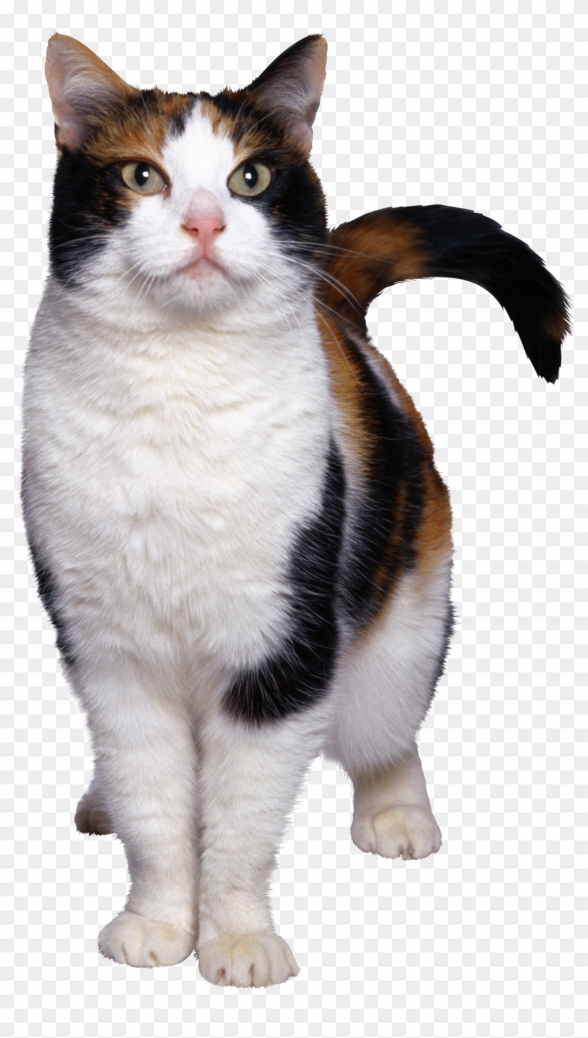  Cat  Transparent Cat  HD  Png  Download 1759x3021 