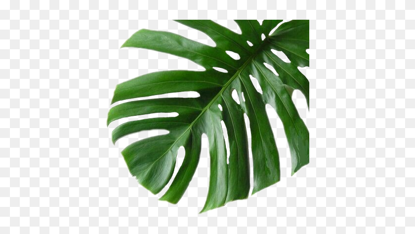 #tropical #plant #green #sticker - Wall Decor Monstera, HD Png Download ...