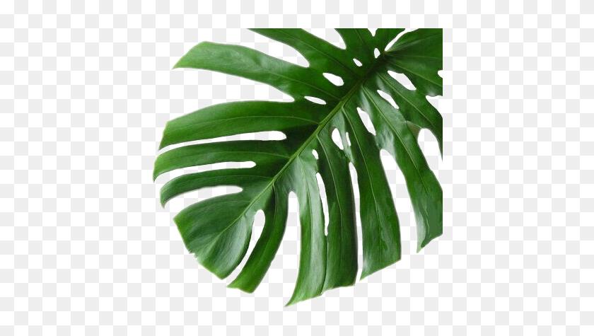 Monstera Leaf aesthetic