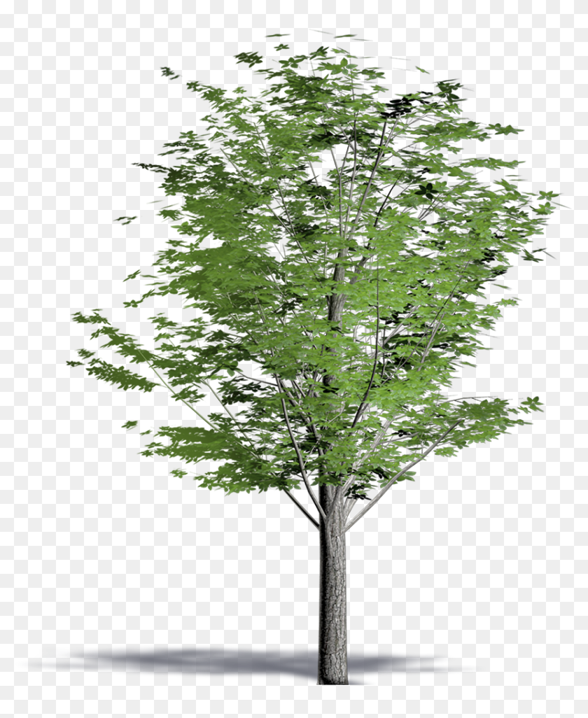 Cucumber Tree , Png Download - Swamp Maple, Transparent Png - 852x1001 ...