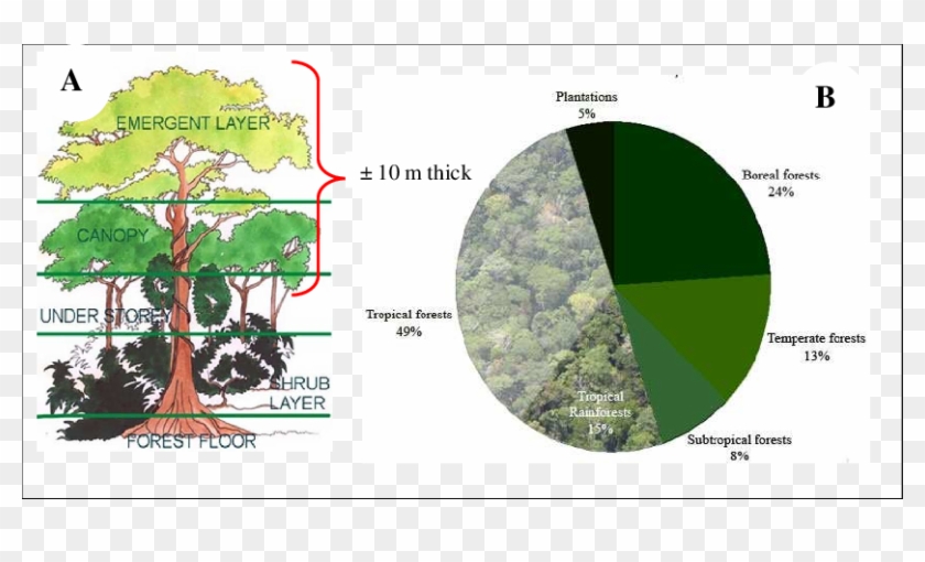 Tropical Rainforest Proportion And Its Forest Canopy Levels Of The