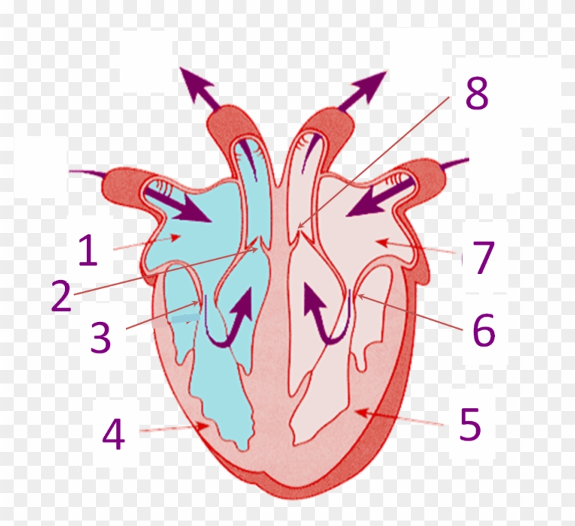 Parts Of The Heart Right Side Of Heart Diagram Hd Png Download 9x8 Pinpng Parts Of The Heart Right Side Of Heart Diagram Hd Png Download 9x8 Pinpng