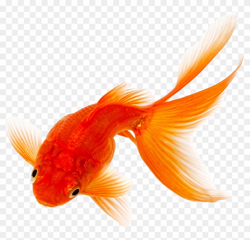 Goldfish Png Transparent Png 1024x768 Pinpng