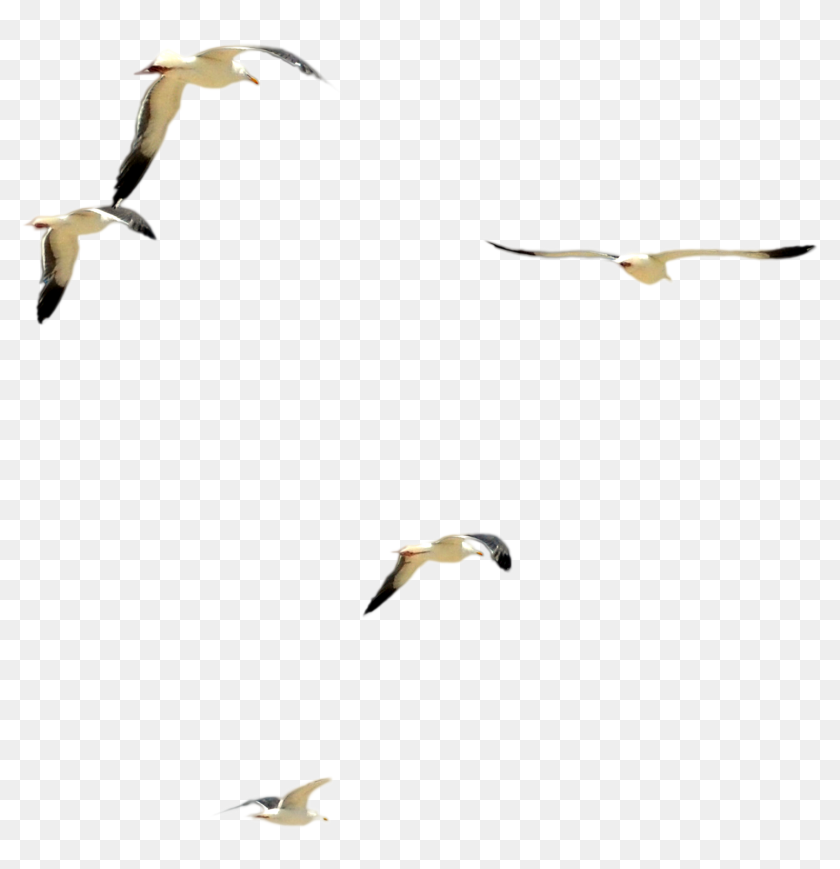 Dsc 0085 Flock Of Beach Birds Psd File By Annamae22 Beach Bird Png Transparent Png 2265x2238 2915401 Pinpng,Garage Door Opening On Its Own