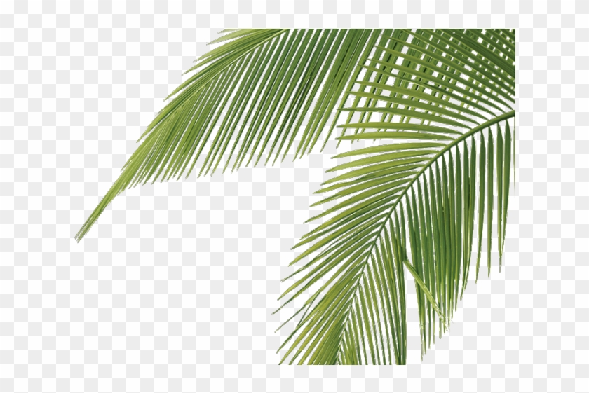 Palm Tree Leaves - Coconut Tree Leaves Png, Transparent Png - 640x480 ...