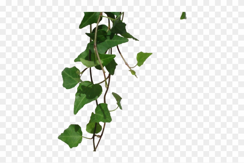 Vine Clipart Transparent Background Vines HD Png Download
