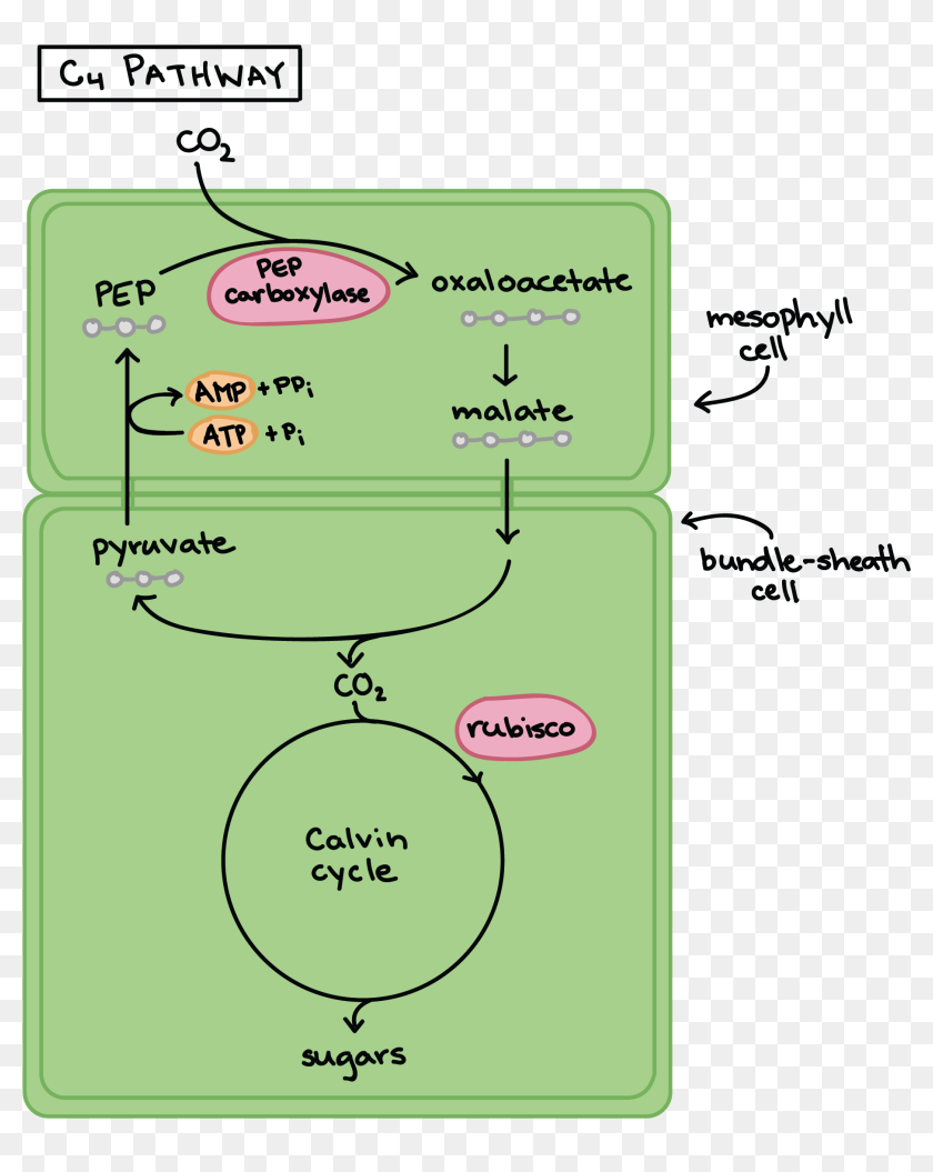 Energy Flow In Plants Concept Map In The C4 Pathway, Initial Carbon Fixation Takes Place - Energy Flow In Plants  Concept Map, Hd Png Download - 3014X2315 (#3510738) - Pinpng