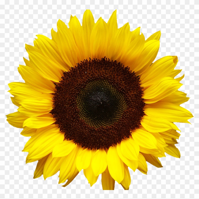Free Png Download Sunflowers Png Images Background Sunflower Png