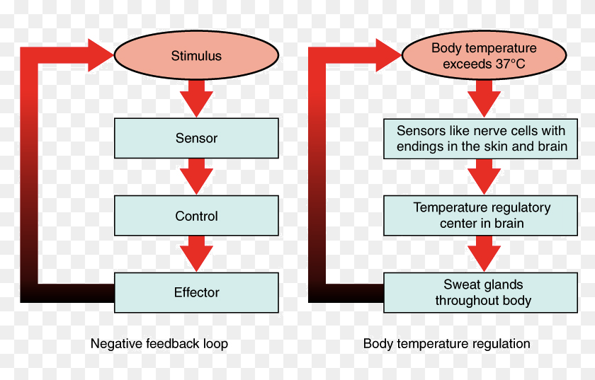 A Negative Feedback Loop Has Four Basic Parts Negative Feedback Loop Diagram Biology, HD Png