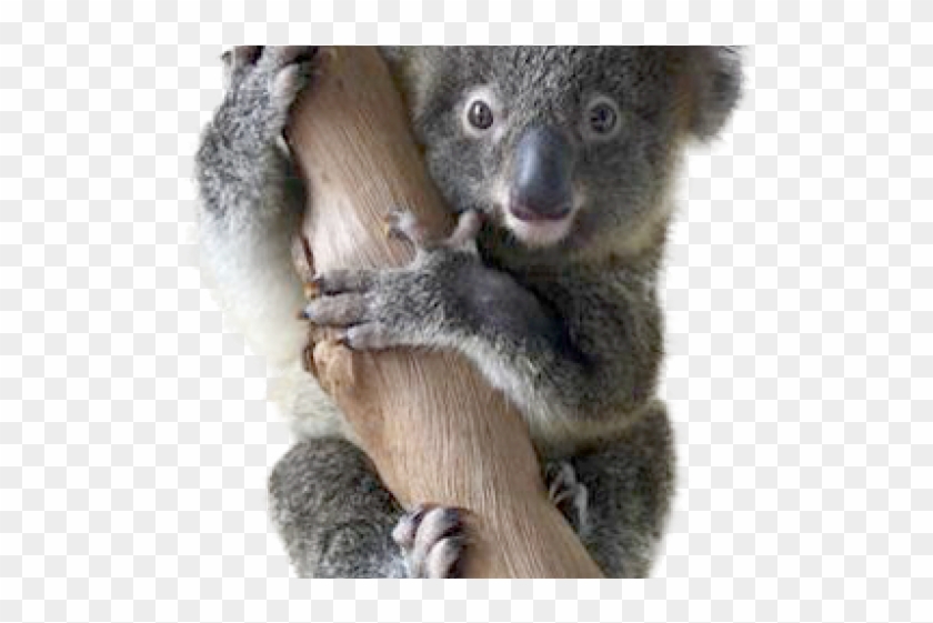 Koala Clipart Wildlife Biology Koala Hd Png Download 640x480 Pinpng Koala Clipart Wildlife Biology Koala Hd Png Download 640x480 Pinpng
