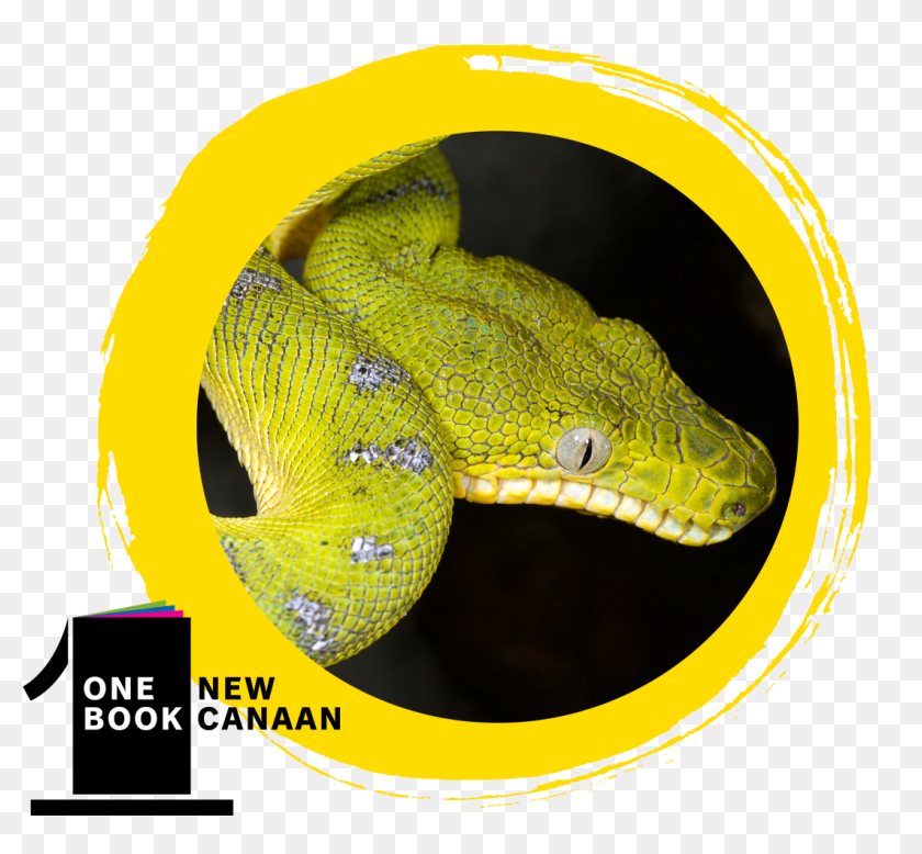Python, HD Png Download - 1165x1014 (#3980163) - PinPng