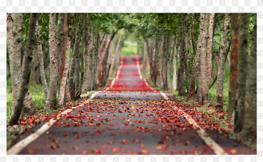 Score 50% - Nature Wallpaper Ultra Hd 8k, HD Png Download - 1000x1000