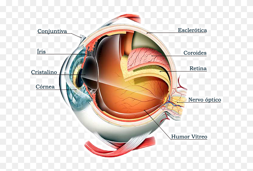Como funciona el ojo humano