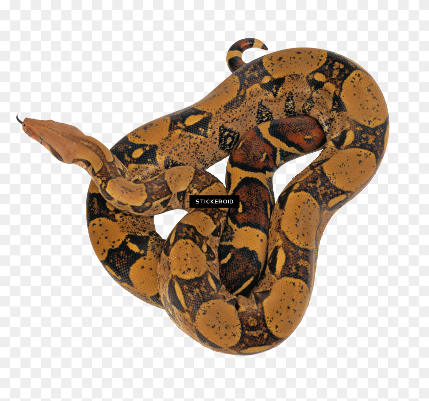 Python Animal Png , Png Download - Python Animal Png, Transparent Png ...