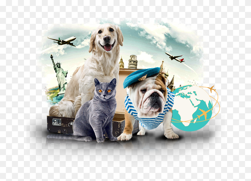 Pets with us. Pets around the world. питомец igu verse. pets united 2025 love. pets united.