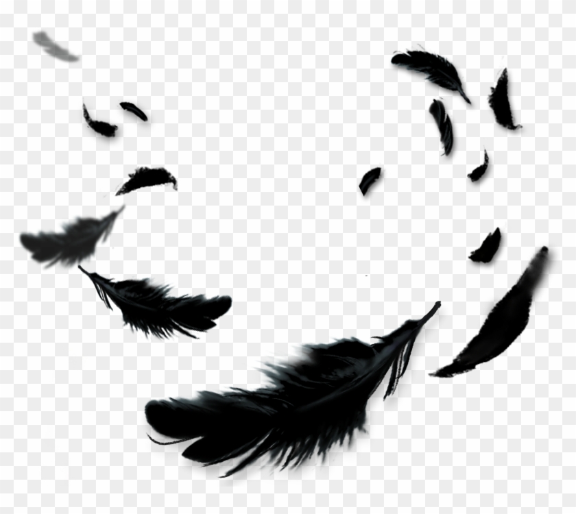 Download Crow Feathers Png , Png Download - Black Feathers Png ...