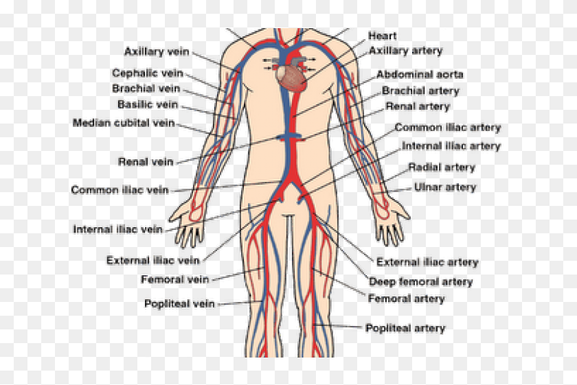 Circulatory System - Circulatory System With Label, HD Png ...