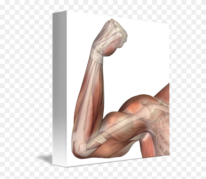 Flexing Arm Muscles Arm Flexed, HD Png Download 557x650 (4865883