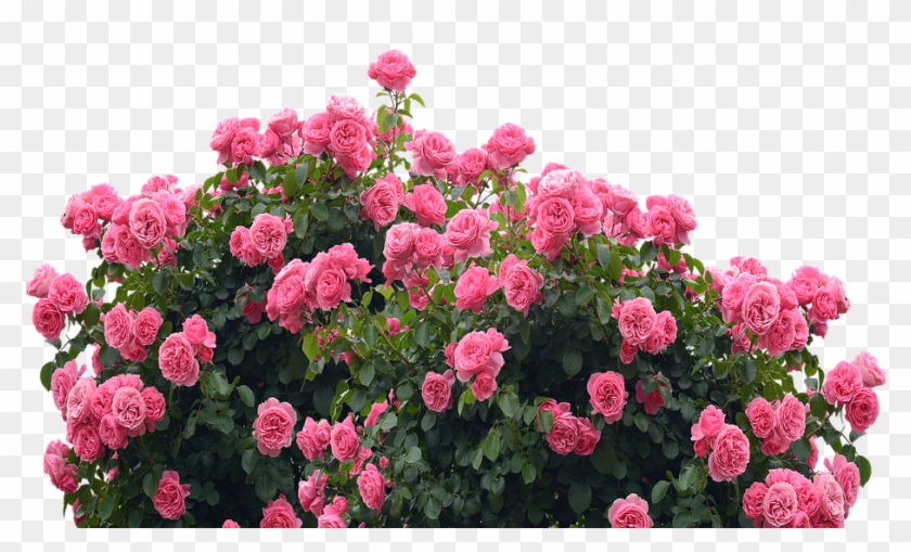 Garden Flowers Png, Transparent Png - 960x640 (#502144) - PinPng