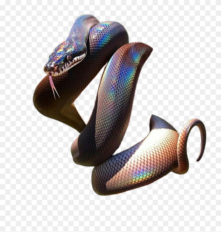 Animaliridescent Snake - Iridescent Snake, HD Png Download - 988x988 ...
