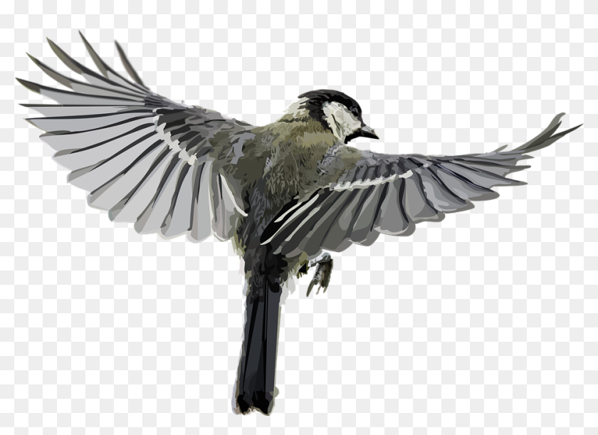 Синица Пнг, HD Png Download - 960x653 (#5222861) - PinPng
