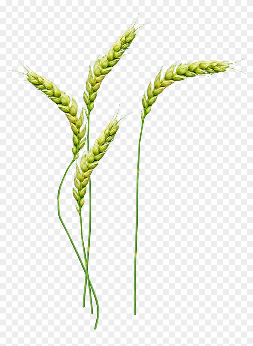 Стебель Png, Transparent Png - 2435x3213 (#531278) - PinPng